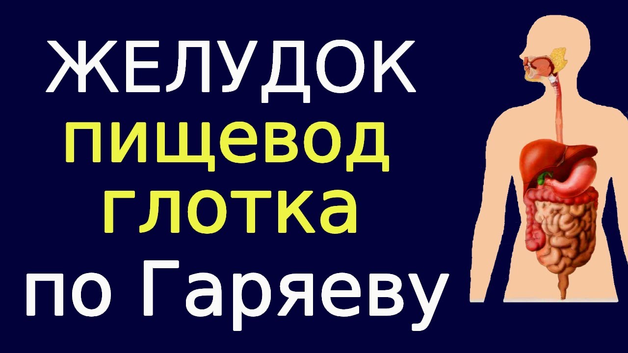 Желудок глотка пищевод по Гаряеву