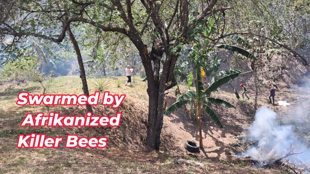 Overgrown Property Clear Out and Burning - Surprising Killer Bees Encounter!
