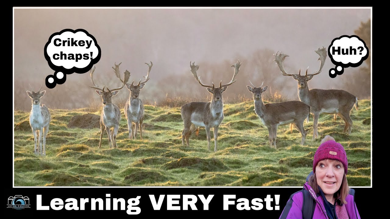 Deer, a long lens, what could go wrong?  Quite a lot apparently!