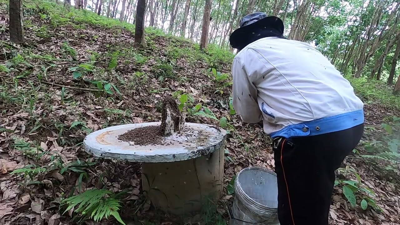 ผึ้งป่าผึ้งดินผึ้งโพรง Honey Hunt Season🐝์Numkiwbard คนหาผึ้งดิน BeeHoney Hunt 2026
