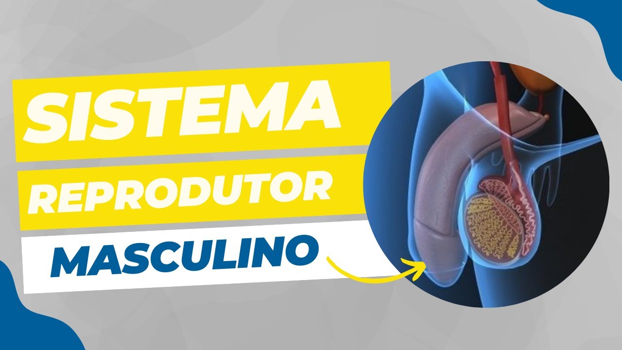 Sistema Reprodutor Masculino