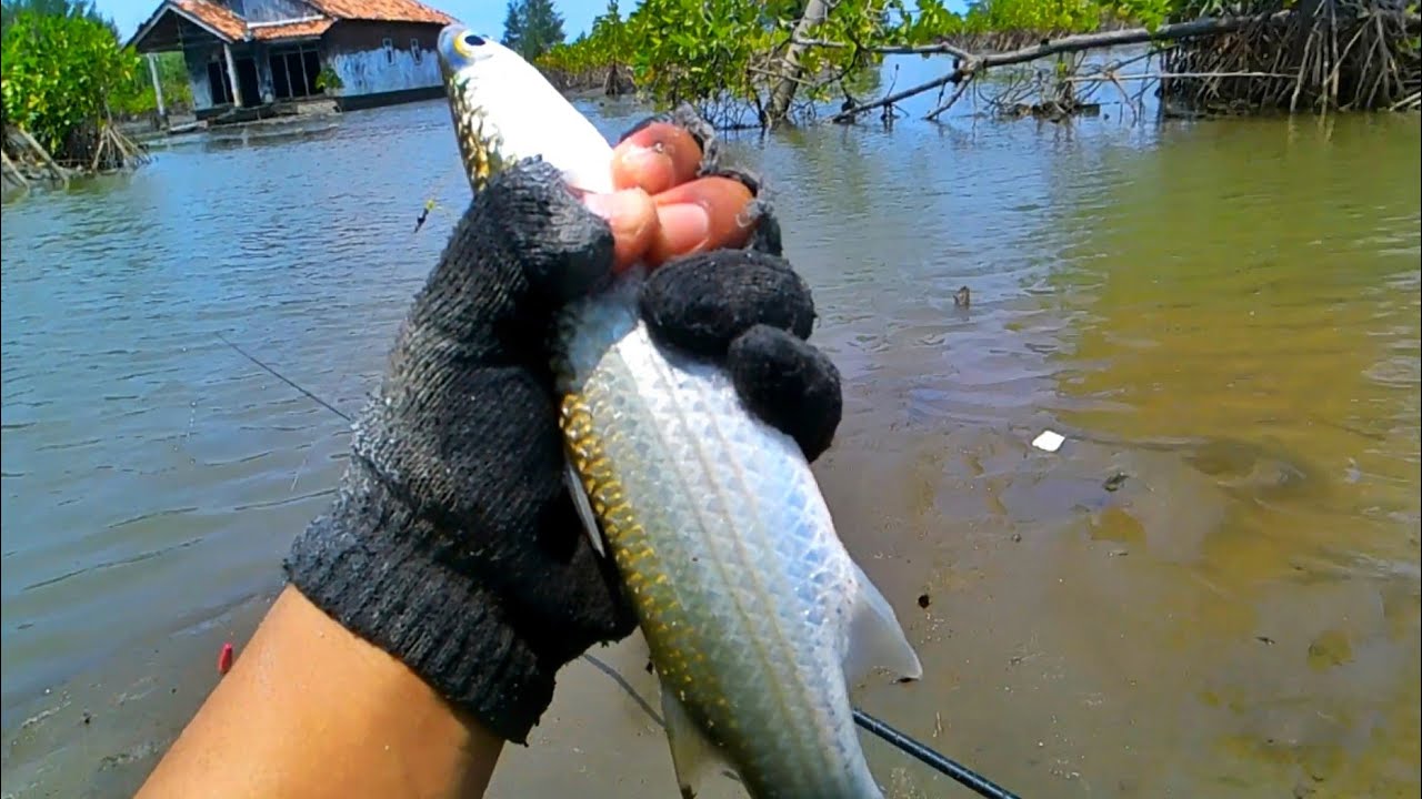 Air Surut Abisss‼️Ikan Kumpul di Spot Bebatuan
