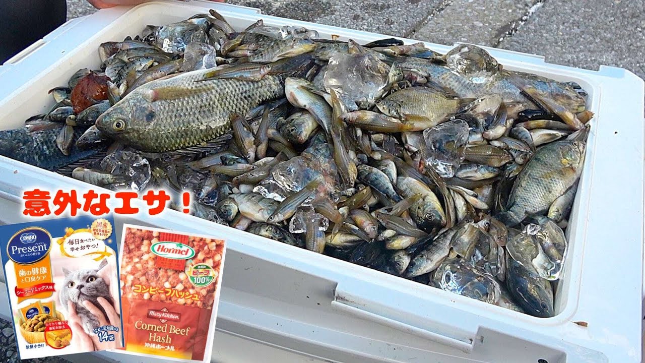 お魚キラー仕掛けで外来種を大量に駆除していく！【クーラーボックスパンパン】