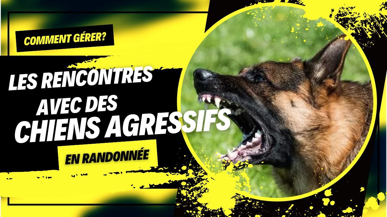 Comment gérer les rencontres avec des chiens agressifs en randonnée?