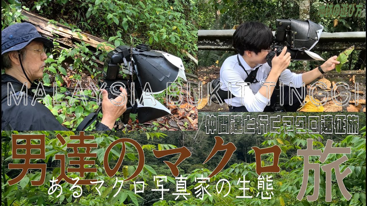 男達のマクロ旅　～マレーシア・ブキッティンギ編～