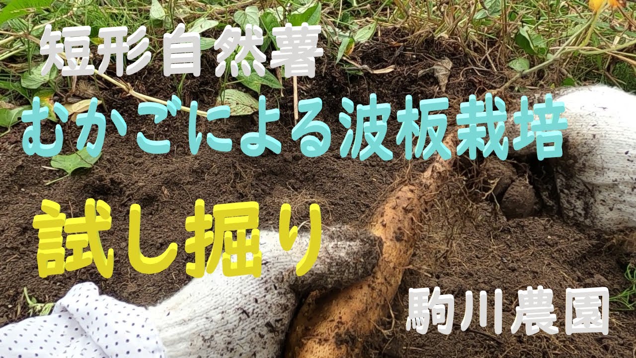 短形自然薯　試し掘り　むかごを利用した波板栽培　邑南町　駒川農園　22.9.10