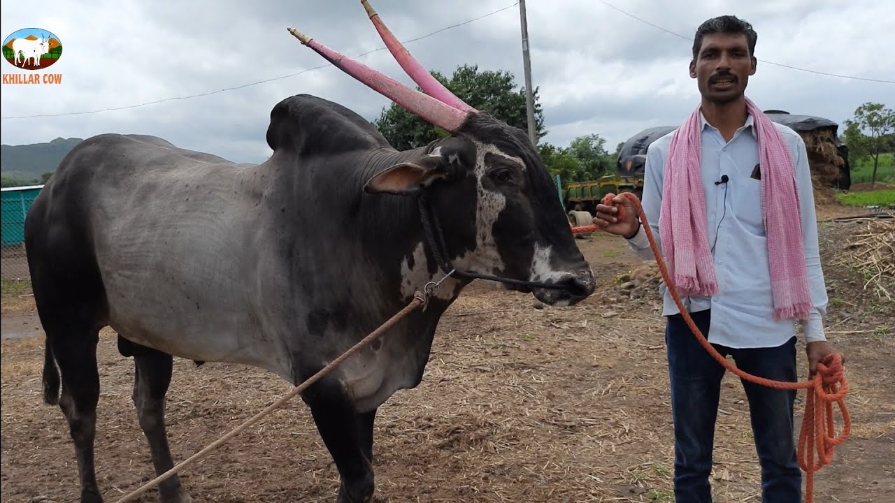 बिनजोड चा बादशाह वजीर आणि दावण | सातारा |बैलगाडा शर्यत | Khillar Cow