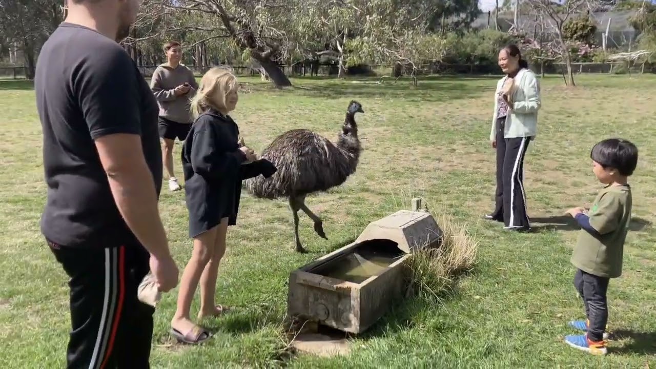 Noah’s Aussie Life 🇦🇺Trip #1- ClelandWildPark#wildanimals  #somuchfun#australiadiaries