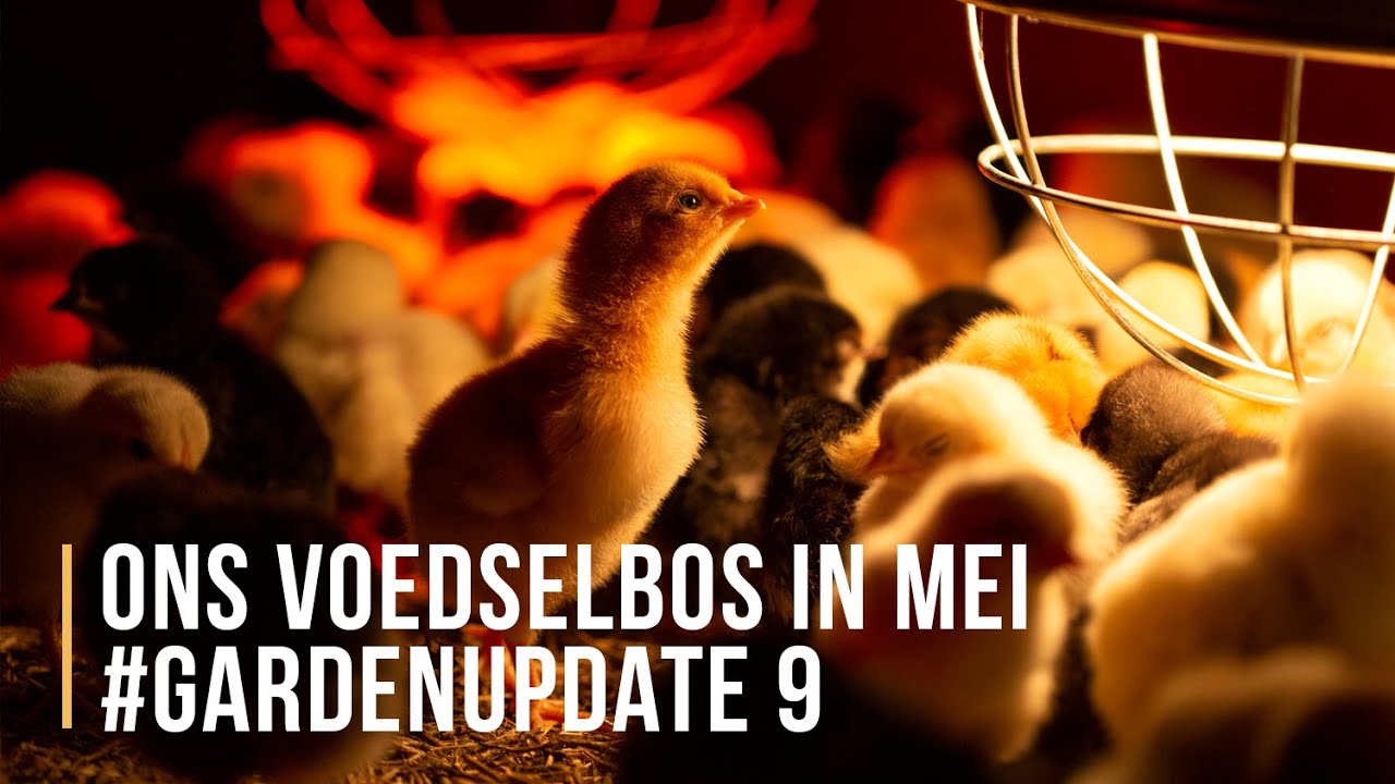 Voedselbos update #9 : Kippen, kuikens, varkens, kalkoenen, de moestuin en het voedselbos in mei.