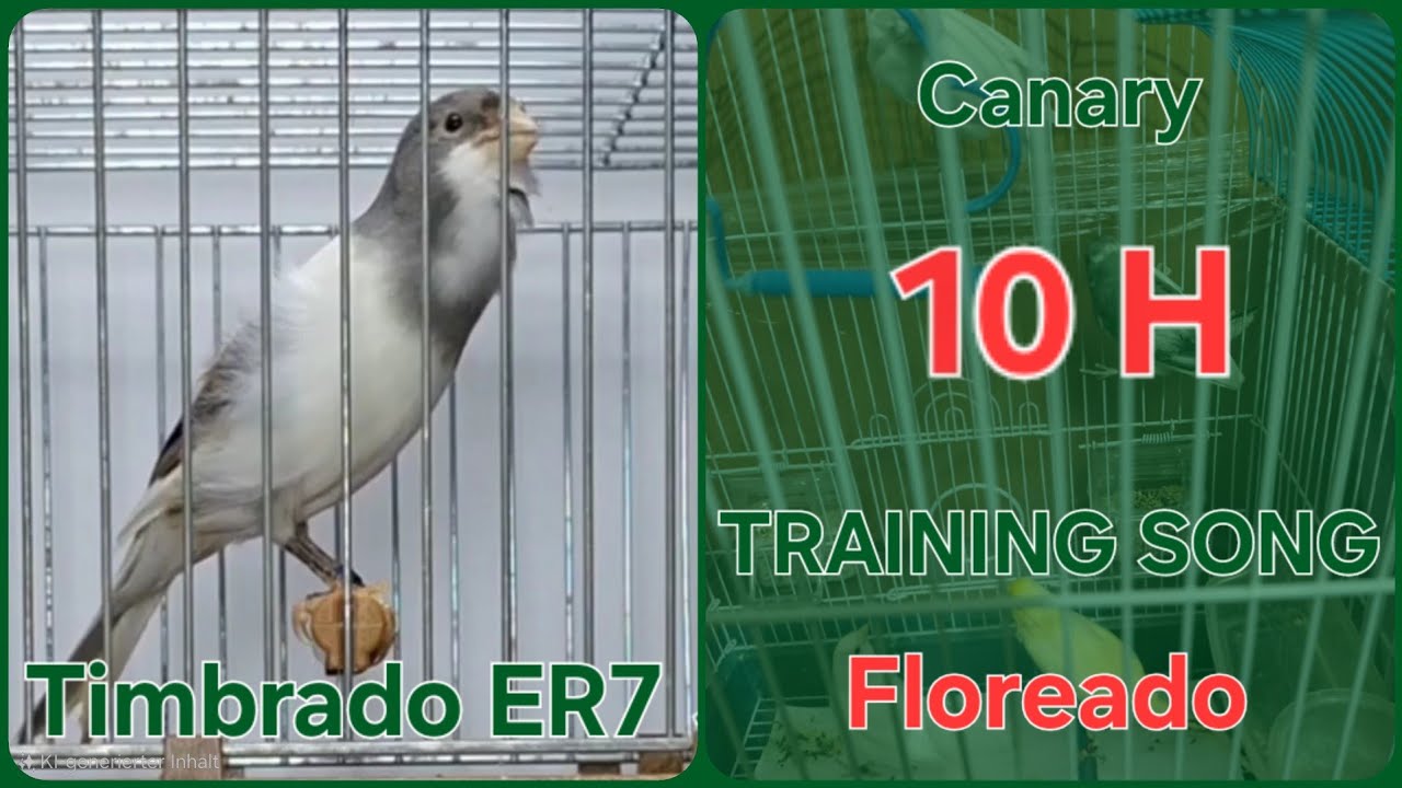Floreado 🌸 - Canary Training Song - 10 h  - Timbrado Español clásico 21-116 _ White Gray Canary