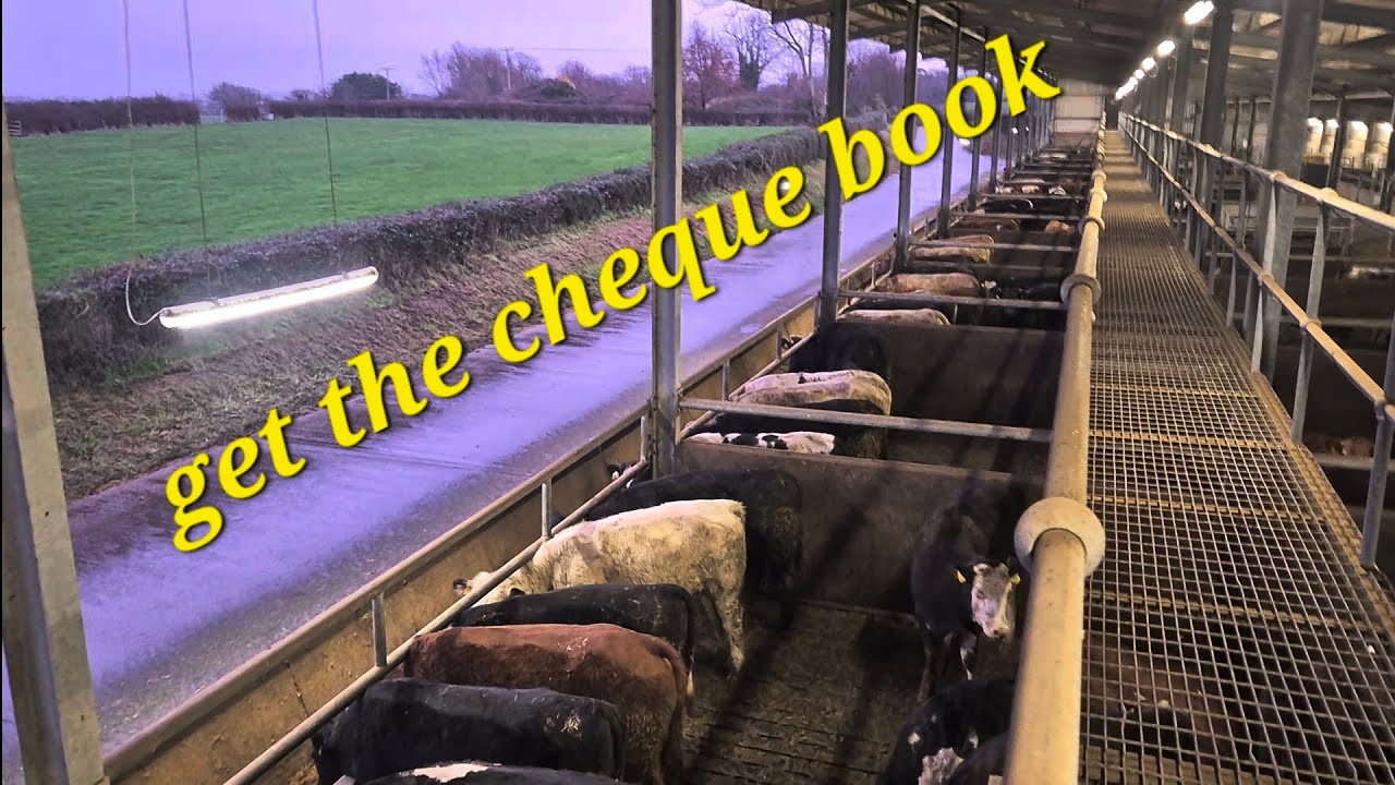 Day 106. Visiting a calf rearing unit, feedlot, and grazing farm.