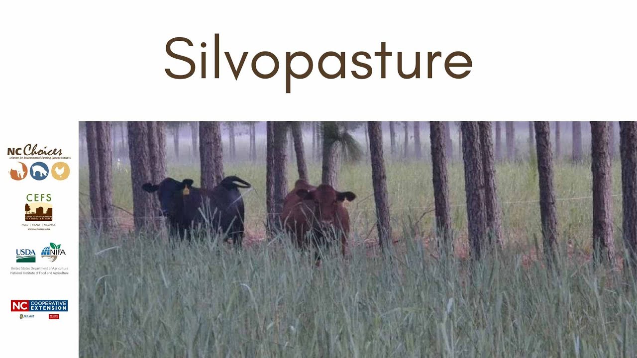 Silvopasture - Teaching Tools for Beginning Farmers