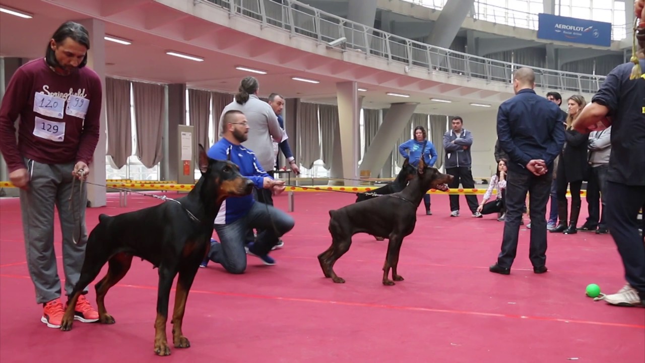 CACIB 2017 SERBIA - FEMALE CACIB  FINAL