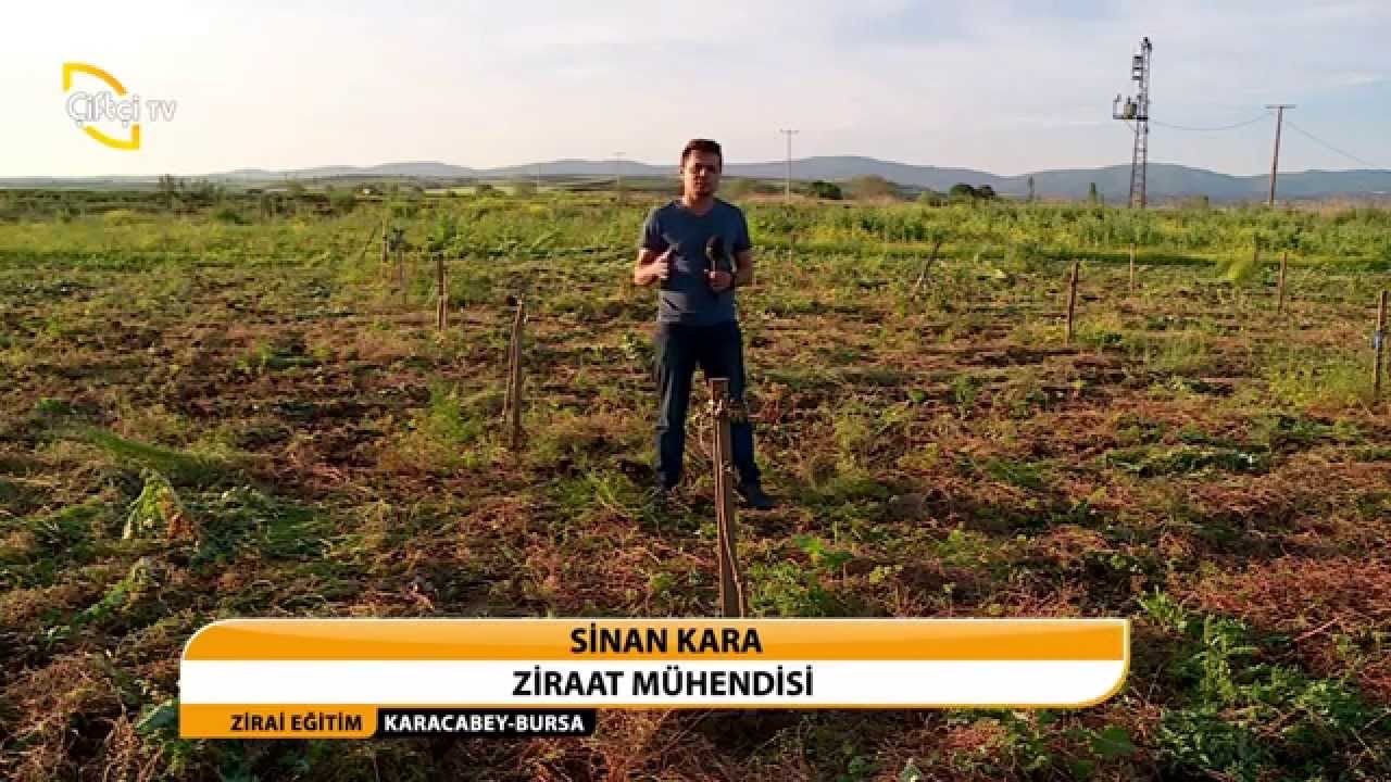 ZİRAİ EĞİTİM - CEVİZ BAHÇESİ KURULUMU