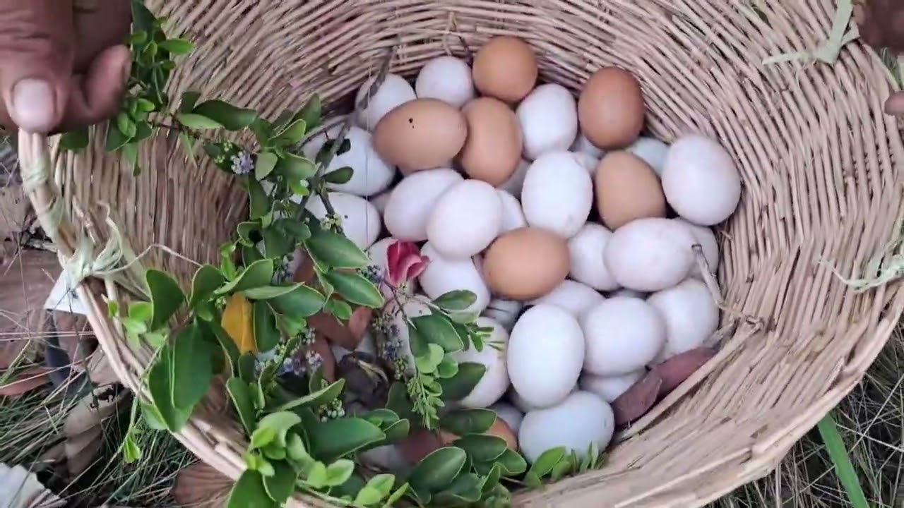 BEST UNIQUE FINDING!  pick a lot of eggs and snails on the tree stump pick a lot Best by hand