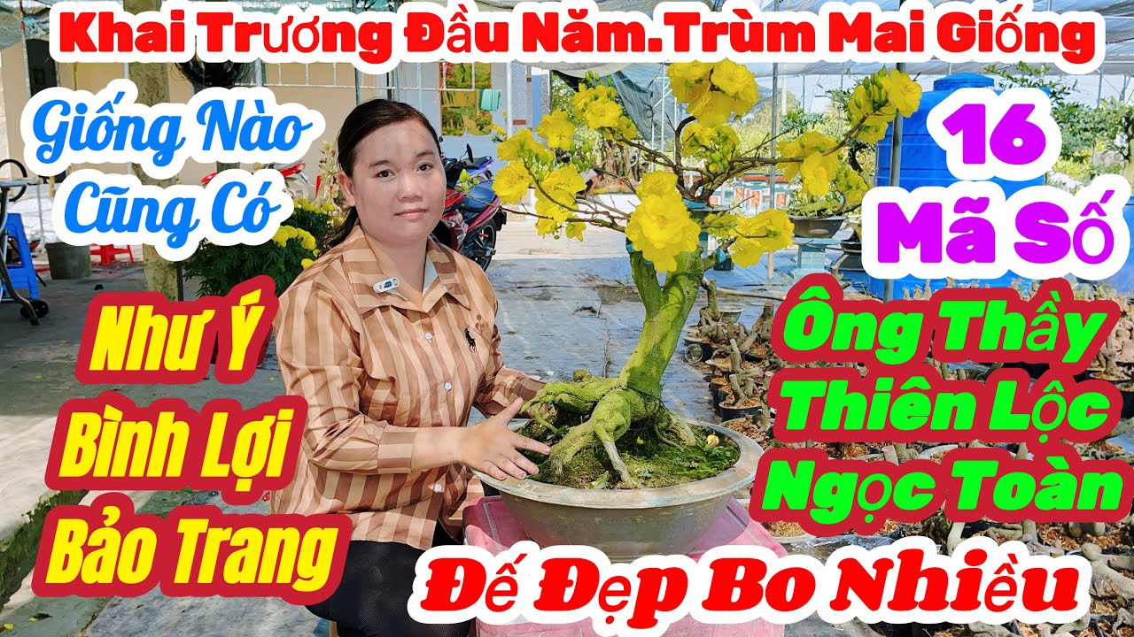 🌼M1(17/2)☎️0357 003 719👉Gặp Trang🌲Mai Vàng Giá Rẻ🌲chỉ 70k Nhiều Giống Mới Hót🌲16 Mã Số Đẹp Cực Rẻ 