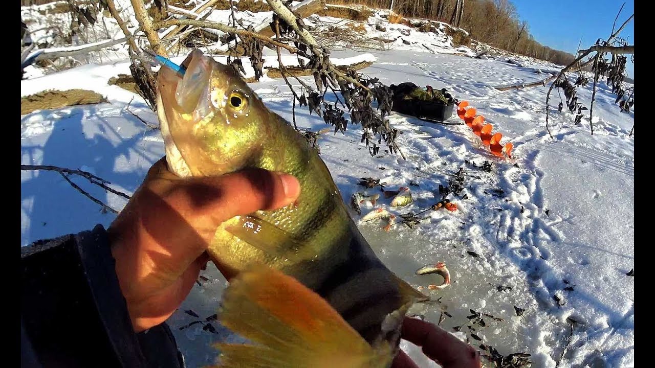 ОПУСТИЛ БАЛАНСИР В ЛЕС!!КИЛОГРАММОВЫЙ ОКУНЬ!Первый лед 2019-2020,first ice, perch