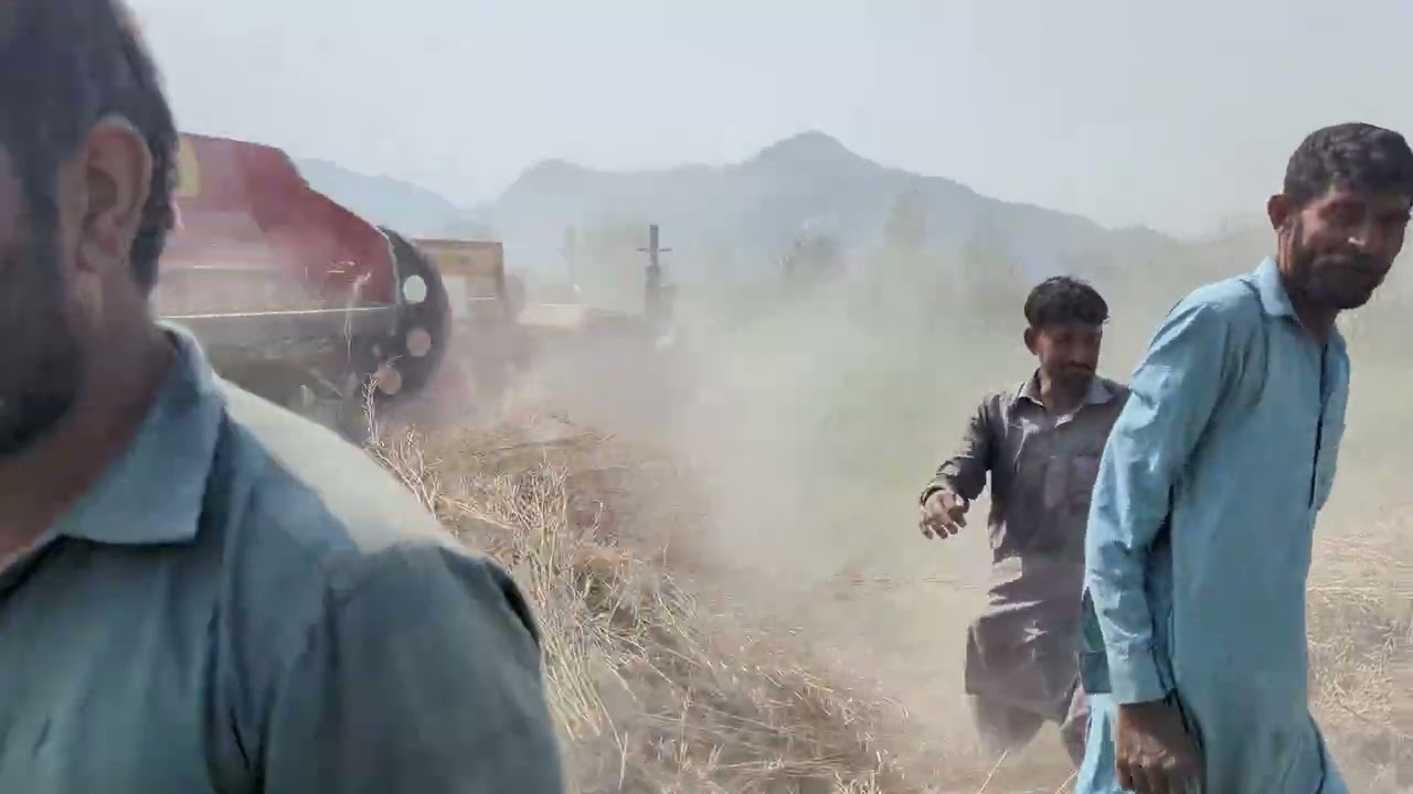 Shukr Alhmdulillah toriya fasal teyar#villagelife #kissan #viral #youtube #views #fasal 