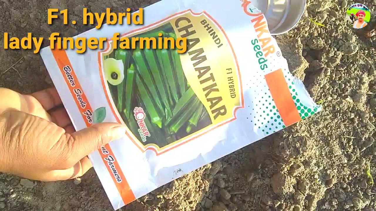 F1 hybrid lady finger farming (part-1)