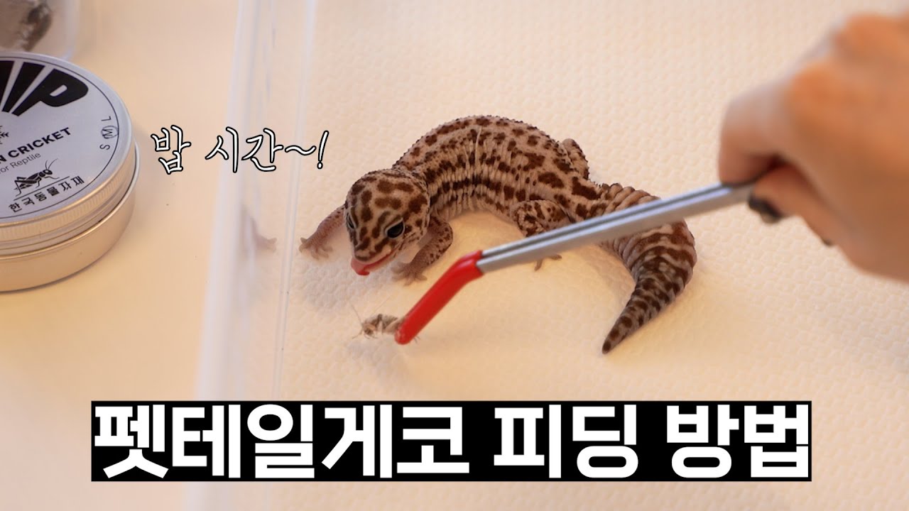 많은분들이 어려워하시는 펫테일게코 귀뚜라미 피딩방법!