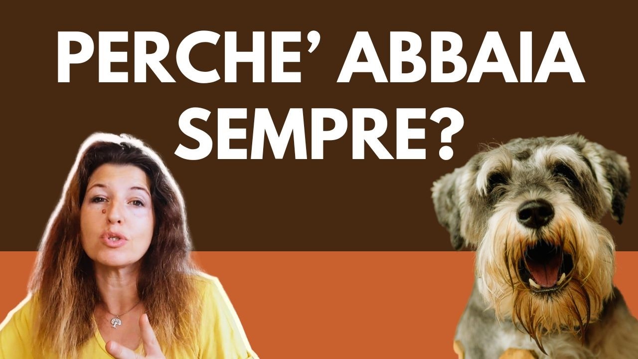 Il tuo cane quando abbaia è ingestibile? Ti spiego perché