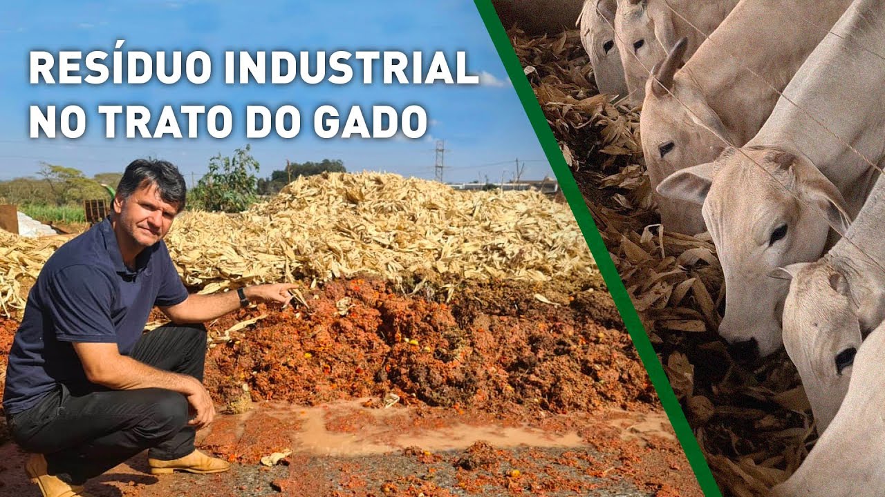 ALTERNATIVA PARA BAIXAR OS CUSTOS DA ALIMENTAÇÃO DO GADO.