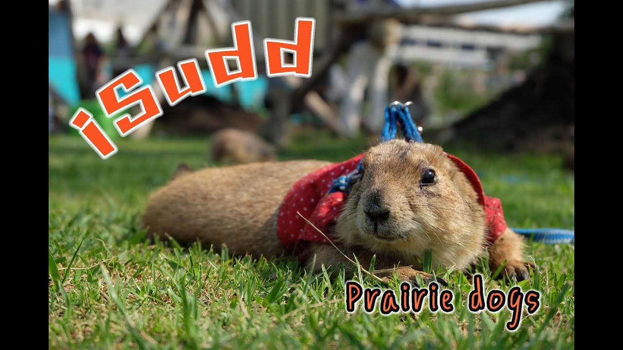 กระรอกดิน (Prairie dog)