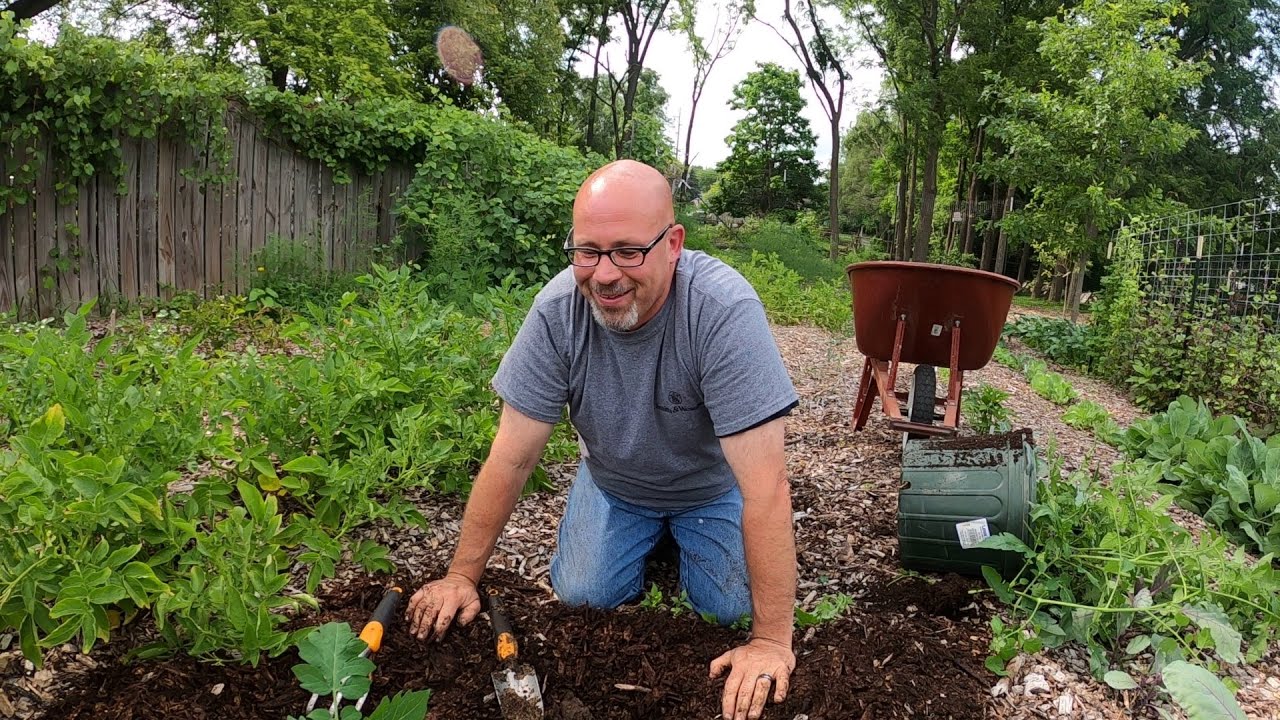 Transplanting overgrown late season tomatoes in my Back To Eden Garden.