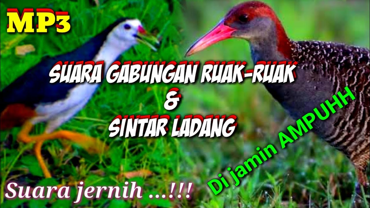 SUARA PIKAT GABUNGAN RUAK-RUAK DAN SINTAR LADANG||SUARA JERNIH DI JAMIN AMPUH
