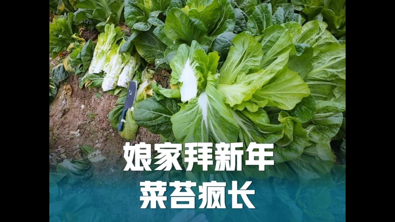回娘家拜新年，腊肉香肠大吃几顿，春后菜苔疯长，罐儿菜大丰收！