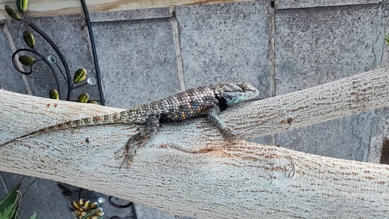 Yellow-backed spiny lizards