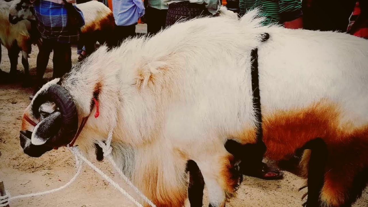 Goat and Sheep Market | Bakra Mandi | Baireddipalle Goat & Sheep Market(Andhra Pradesh)