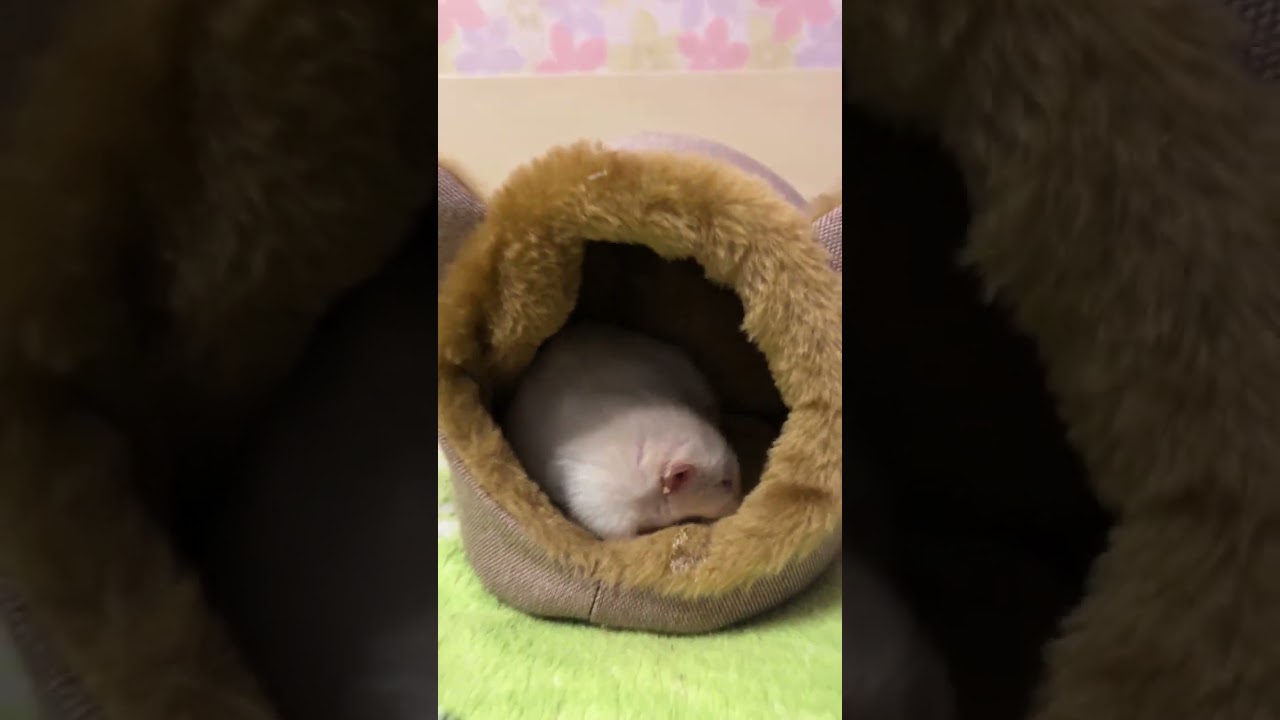 Мурочка расширяет жилплощадь. #крысы #rats