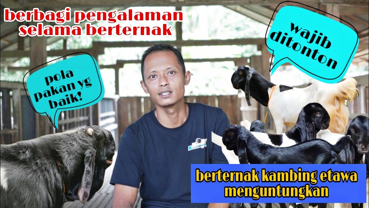 POLA PAKAN YANG BAIK UNTUK BETERNAK KAMBING ETAWA