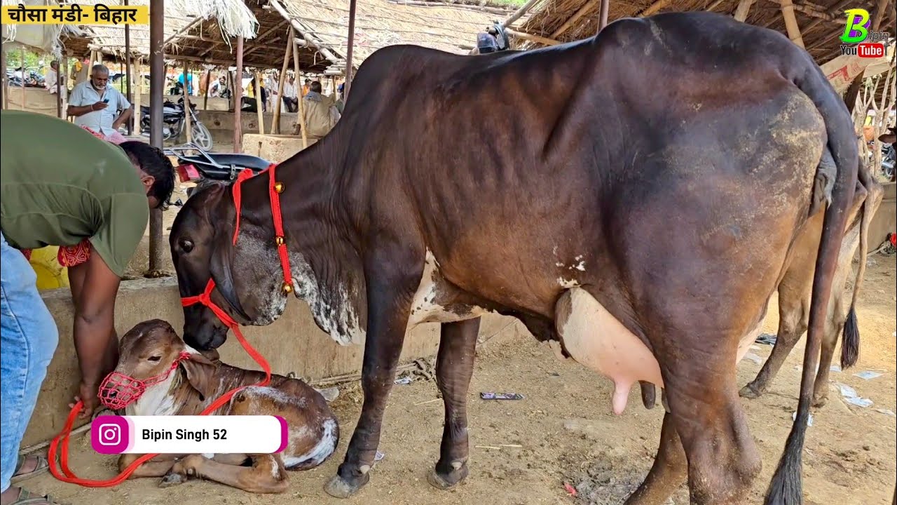 #बक्सर जिला में सबसे अच्छी देसी #गाय यहा मिल रही है | Chausa Pashu Mandi 2025  | Cow's | Desi Cow