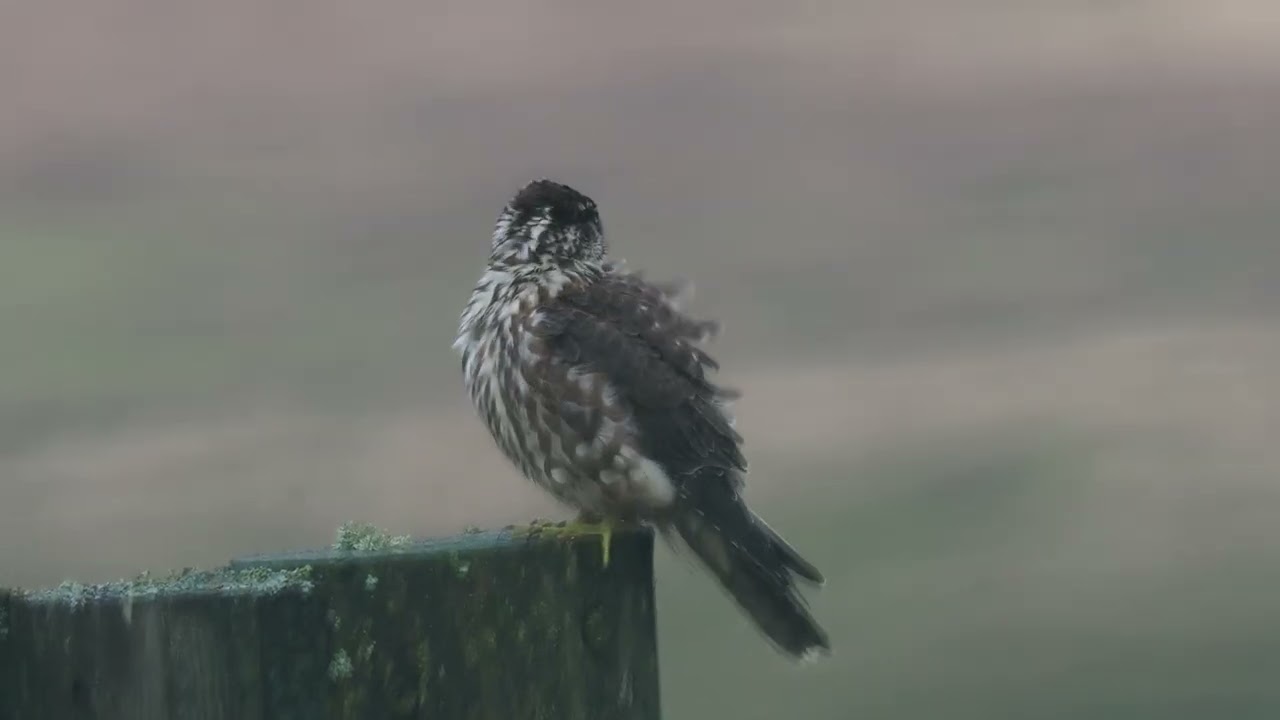 Merlin