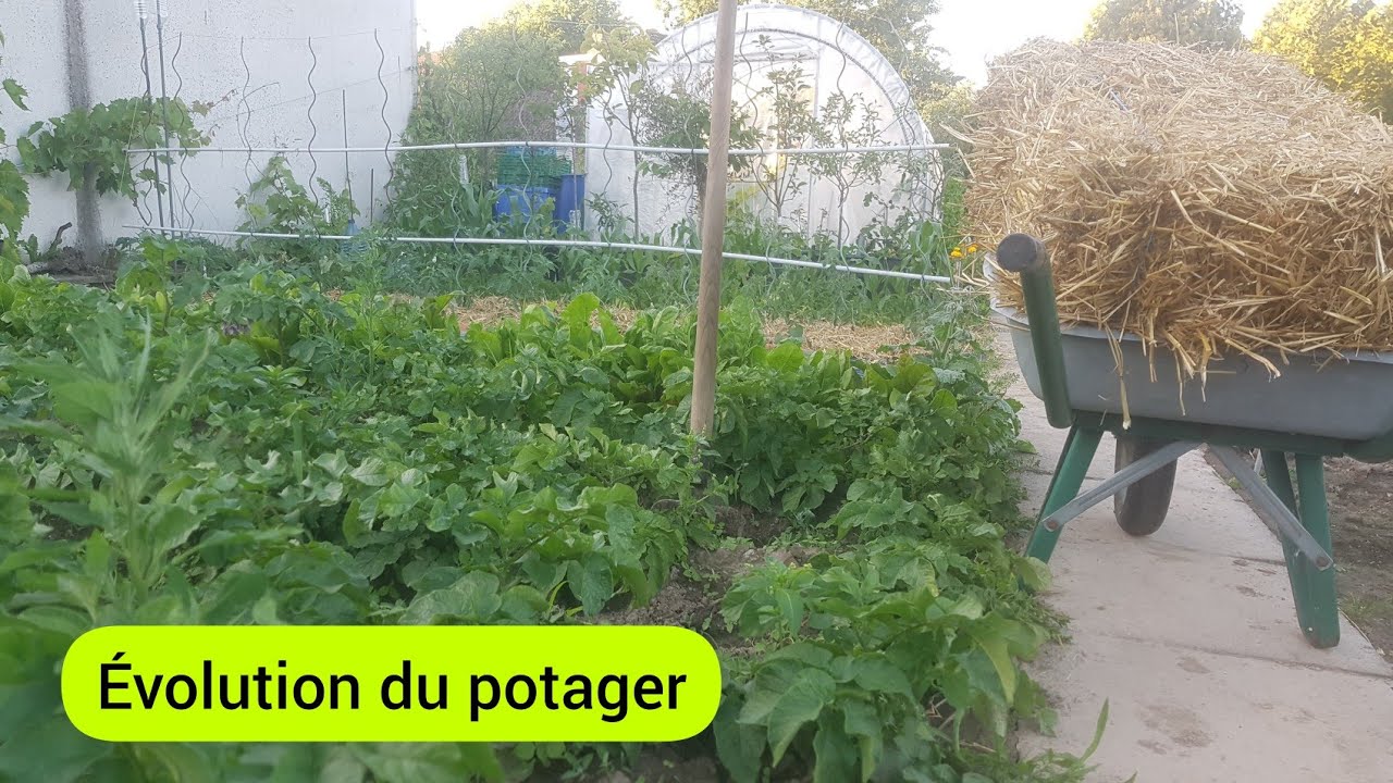 Potager en Juin ( parcelle  n°2 )  2022