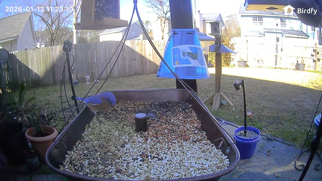 William's Bird Channel Live Stream bird feeder cam! ￼