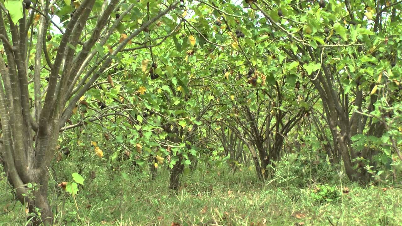 Jatropha Curcas - Jatrofa