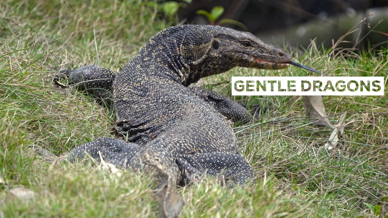 Water Monitor Lizard: Are They Gentle Dragons? | Gentle Giants of the Mangroves | @RoundglassSustain