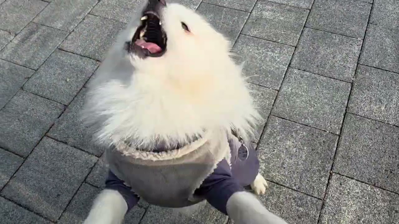 뭉치~ 똥꼬~ #뭉치 #pomeranian #pets #포메라니안 #강아지 #댕댕이 #똥꼬 #핵귀염