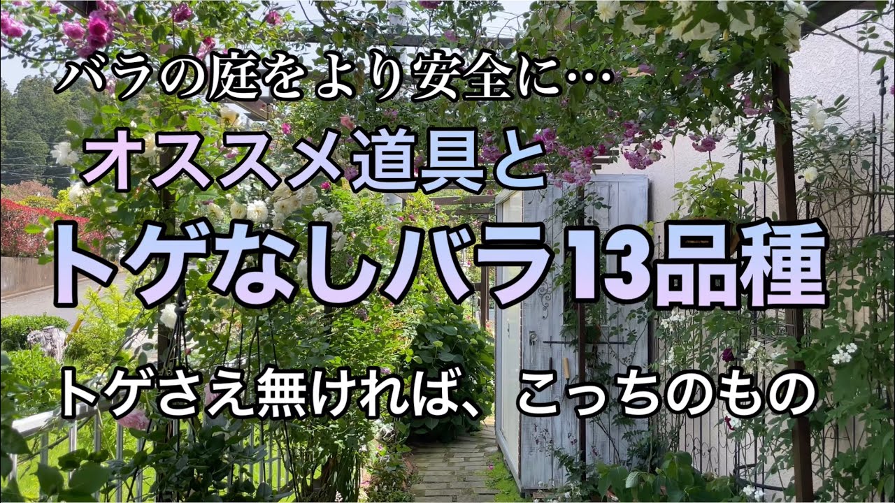 バラの庭を楽しく安全に！オススメのトゲ無しバラ