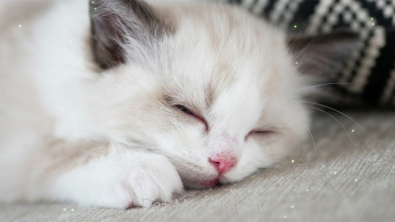 Cat Music🐱 Peaceful Piano for Cats | A Quiet Space to Breathe, Nap & Feel Safe 🎶