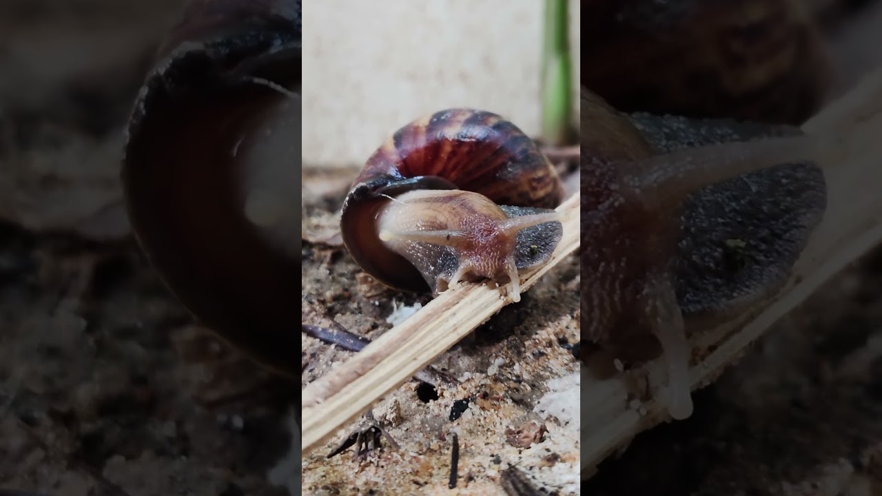 Most Satisfying Mud Snail Walking 