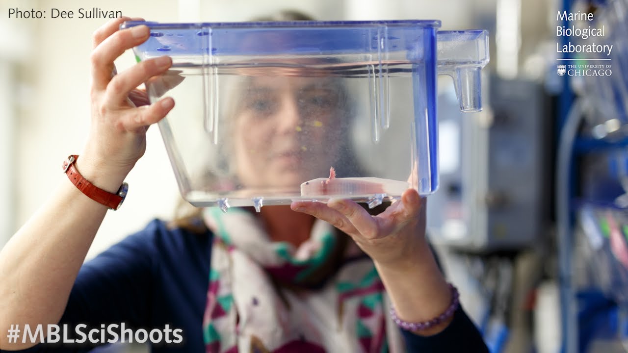 MBLSciShoots: Axolotls and Regeneration