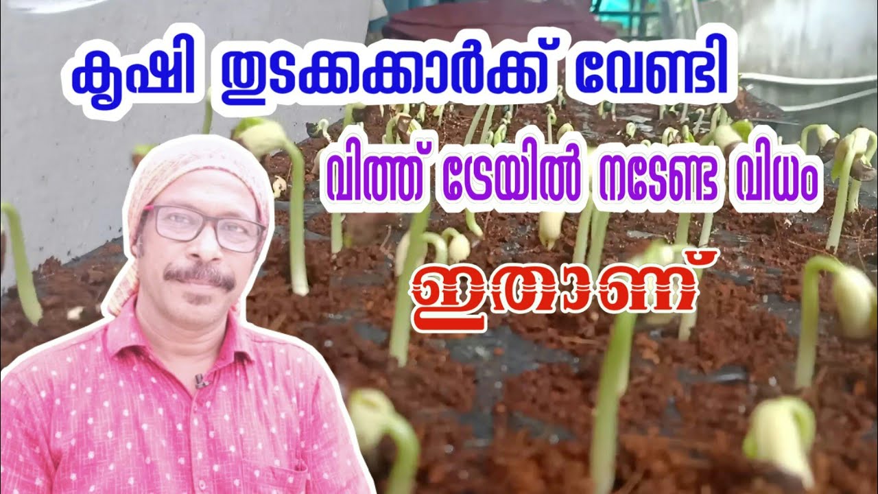 vithu mulapikal വിത്ത് വിത്ത് ട്രേയിൽ മുളപ്പിക്കുന്ന വിധം