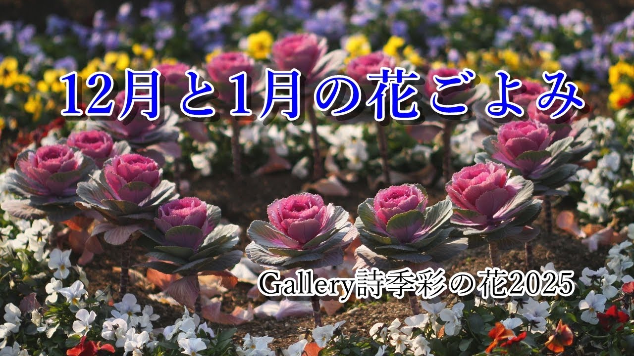 12月と1月の花ごよみ、シリーズ詩季彩の花の写真集、冬の花ごよみ