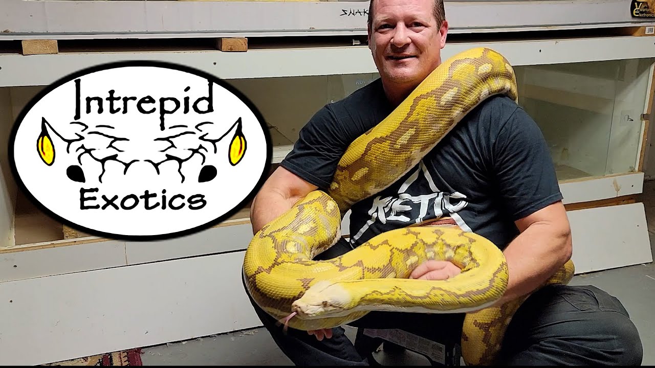 🐍 Фиолетовый тигровый сетчатый питон
