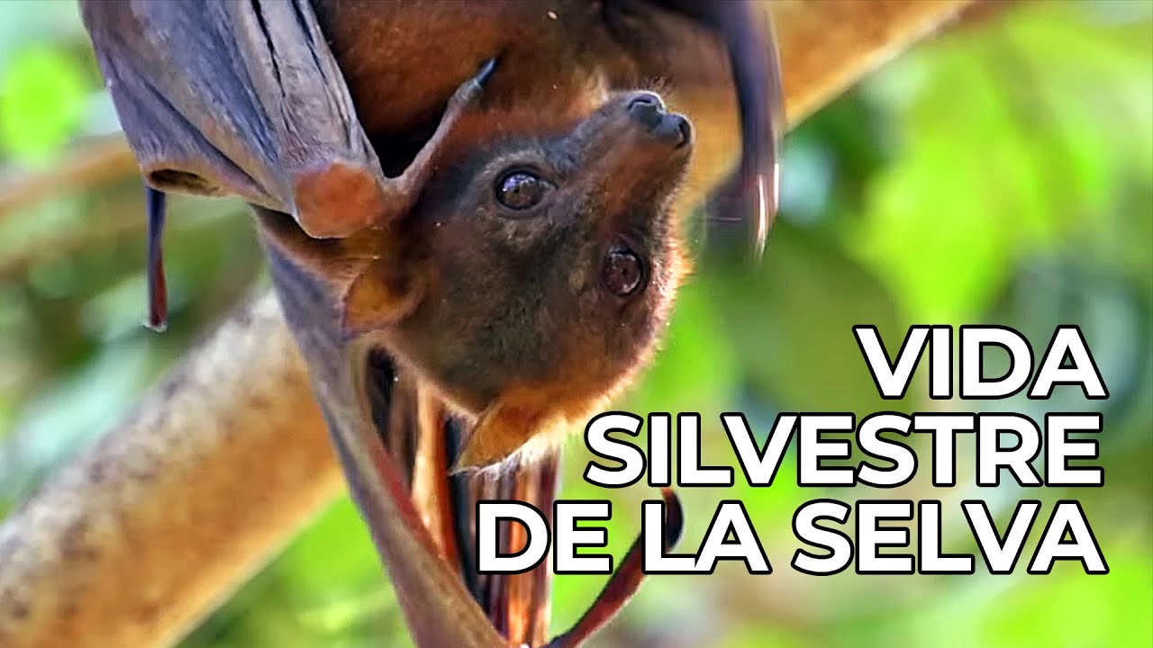 El Mundo Salvaje: Las Selvas de Asia | Free Documentary Nature -  Español