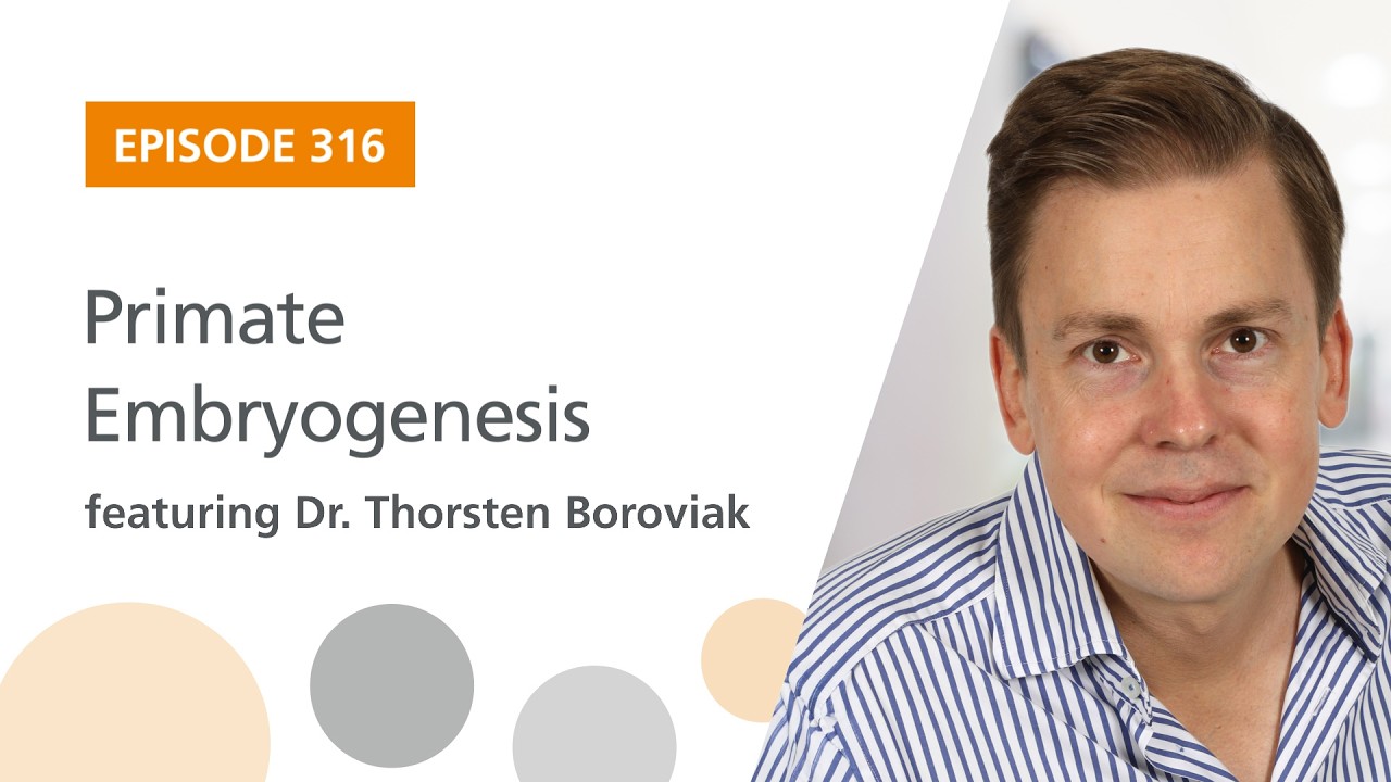 Primate Embryogenesis featuring Dr. Thorsten Boroviak | The Stem Cell Podcast